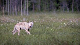 Wolf auf einer Wiese vor einem Wald