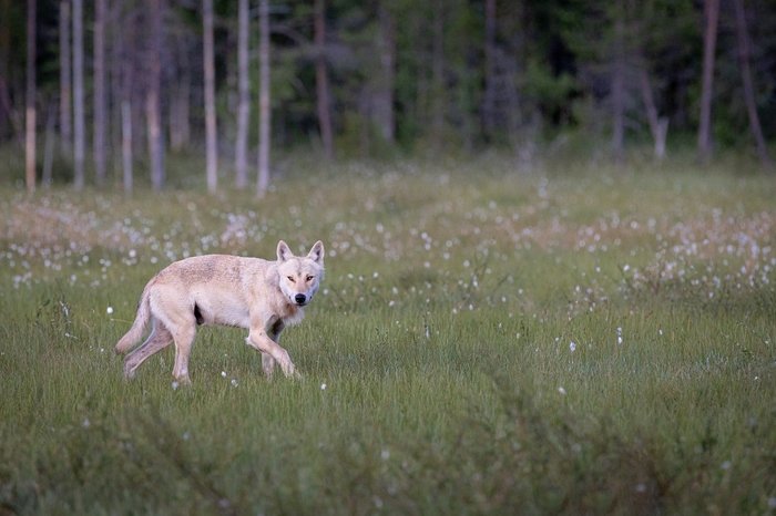 Wolf auf einer Wiese vor einem Wald