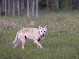 Wolf auf einer Wiese vor einem Wald