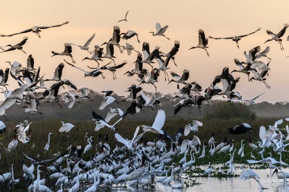 Großer Vogelschwarm in der Dämmerung im Pantanal