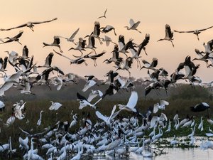 Großer Vogelschwarm in der Dämmerung im Pantanal