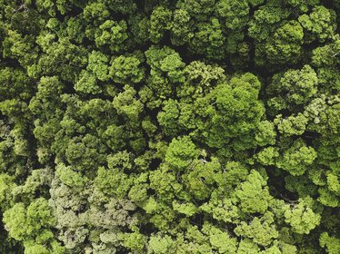 Costa Rica Regenwald Bäume in einem Regenwald von oben
