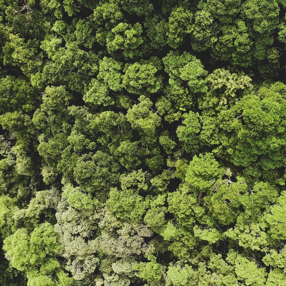 Bäume in einem Regenwald von oben