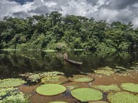 Fischer auf einem Fluss im Amazonas und riesige Seerosenblätter