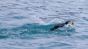 Papageientaucher im Wasser