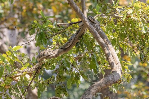 Ein Felsenphyton sonnt sich auf einem Ast