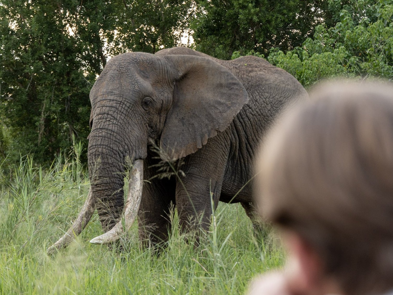 Tourist schaut Elefant an