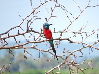 Scharlachspint auf einem Ast