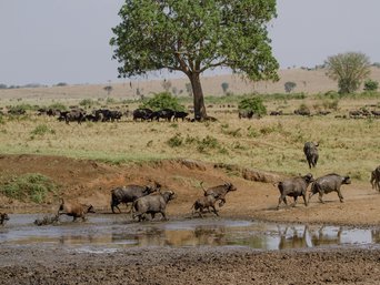 Kaffernbüffel trinken am Fluss in Uganda
