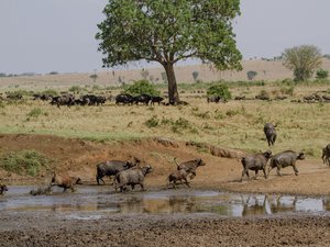 Kaffernbüffel trinken am Fluss in Uganda