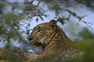 Ceylon Leopard in Sri Lanka
