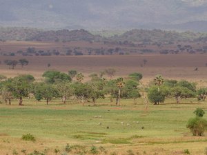 Weitläufige Savannenlandschaft im Kidepo-Valley-Nationalpark