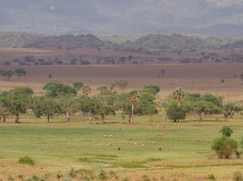 Weitläufige Savannenlandschaft im Kidepo-Valley-Nationalpark