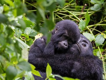 Zwei Gorillas umarmen sich herzig in Uganda