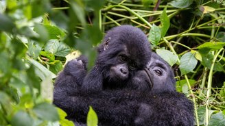 Zwei Gorillas umarmen sich herzig in Uganda