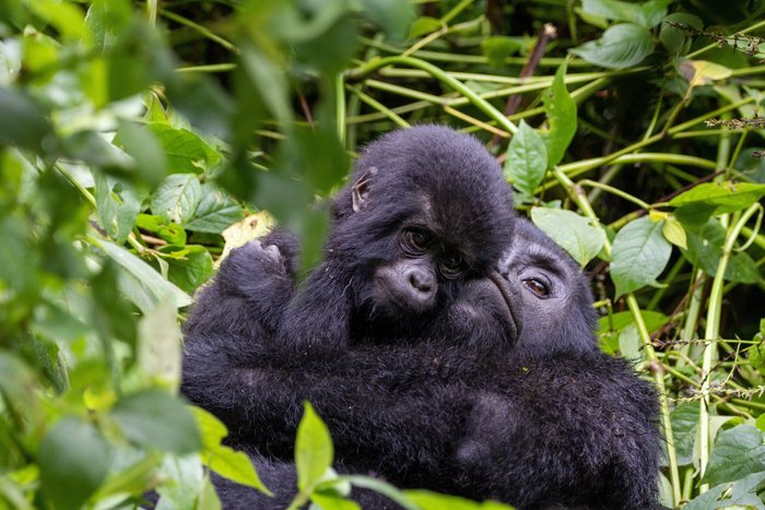 Zwei Gorillas umarmen sich herzig in Uganda