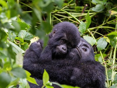 Zwei Gorillas umarmen sich herzig in Uganda