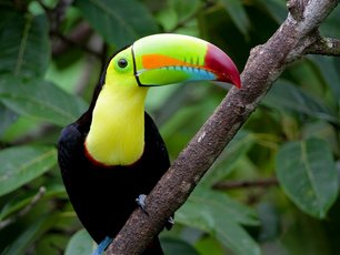 Fischertukan an einem Ast in Costa Rica