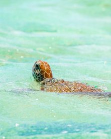 Meeresschildkröte mit Kopf über Wasser