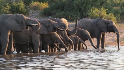 Elefantenherde am Fluss bei Sonnenuntergang