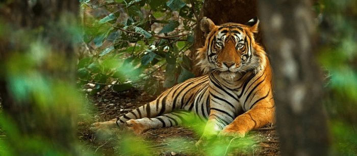 Tiger liegt in Wald in Nepal