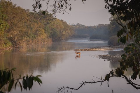 Ein Axishirsch überquert einen flachen Fluss im Bardia Nationalpark