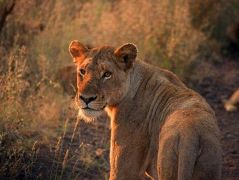 Löwin blickt nach hinten bei Sonnenuntergang