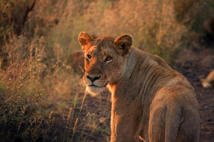 Tansania Löwe Löwin blickt nach hinten bei Sonnenuntergang