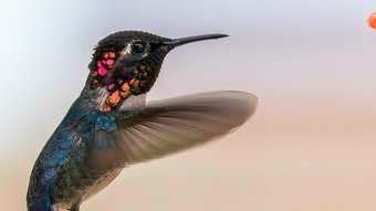 Kuba Bienenelfe fliegt vor einer Blume