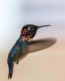 Kuba Bienenelfe fliegt vor einer Blume