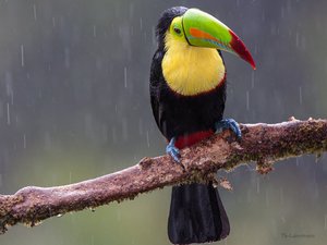 Tukan sitzt auf Ast im Regen
