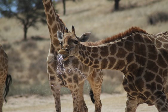 Trinkende Giraffe der Wasser aus dem Mund tropft