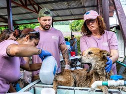 Straßenhund wird operiert