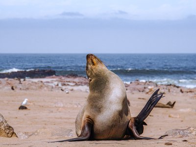 Seelöwe am Strand von namibia streckt sich