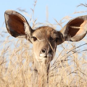 Kleine Kudu-Antilope scgaut über hohes Gras und spitzt die großen Ohren