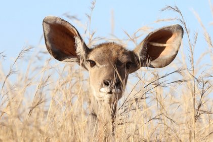 Kleine Kudu-Antilope scgaut über hohes Gras und spitzt die großen Ohren