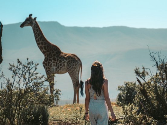 unvergessliche Safaris Frau auf Walkinsafari beobachtet eine Giraffe