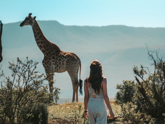 Unvergessliche Safaris Frau auf Walkinsafari beobachtet eine Giraffe