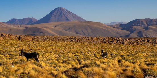 Zwei Esel in schöner Landschaft in Chile