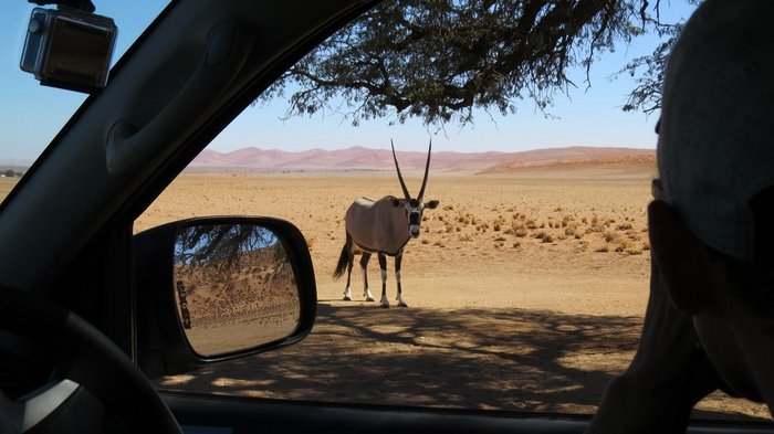 Durch das Beifahrerfenster kann man eine Oryxantilope beobachten