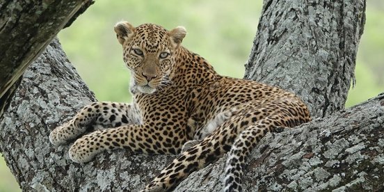 Leopard in einem Baum in Tansania