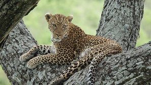 Leopard in einem Baum in Tansania
