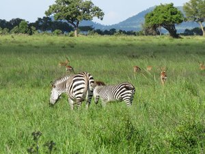Zebras fressen saftiges Gras während der Regenzeit.