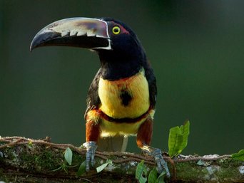 Schwarzkehlarassari auf einem Ast in Costa Rica