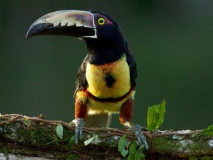 Schwarzkehlarassari auf einem Ast in Costa Rica