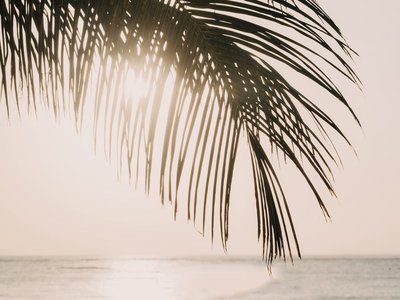Palmwedel im Hintergrund das Meer