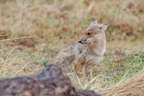 Ein Goldschakal sitzt im Regen im Kidepo Nationalpark