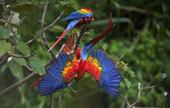 Rote Aras spielen in einem Baum