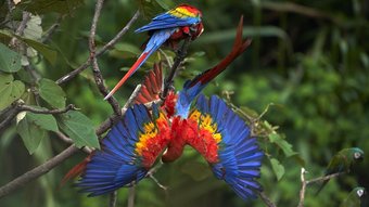 Rote Aras spielen in einem Baum