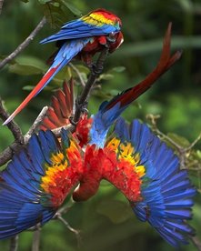 Rote Aras spielen in einem Baum
